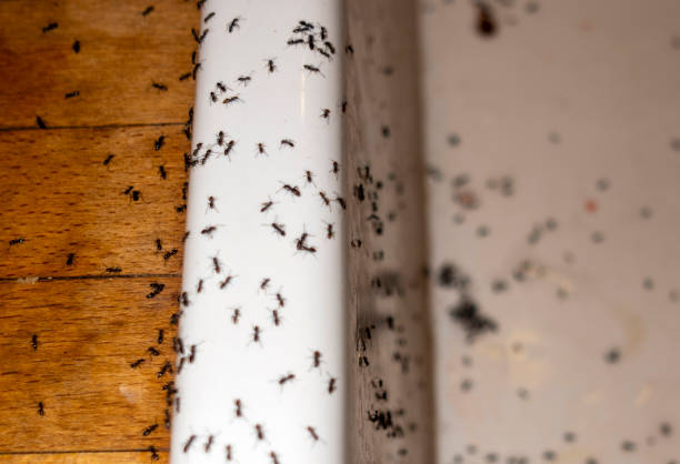 Best Pest Inspection Near Me  in Ennis, TX