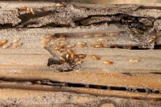 Best Cockroach Control Services  in Ennis, TX