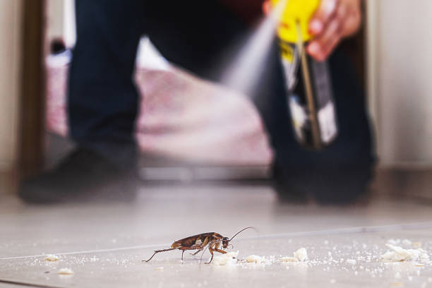 Best Local Pest Control Services  in Ennis, TX
