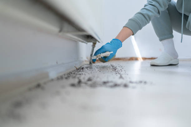 Best Termite Control Services  in Ennis, TX